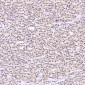 Anti-Rb RB1 Rabbit Monoclonal Antibody